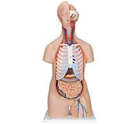 3B Scientific B11 Torso Classic, senza Sesso, in 16 Parti + software gratuito di anatomia - 3B Smart Anatomy