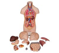 3B Scientific B22 Mini Torso, in 12 Parti + software gratuito di anatomia - 3B Smart Anatomy
