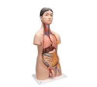 3B Scientific B32/4 Torso Bisessuato Giapponese, in 18 Parti + software gratuito di anatomia - 3B Smart Anatomy