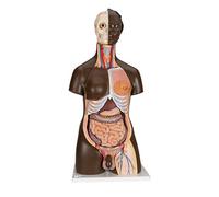 3B Scientific B37 Torso Africa, Bisessuato in 24 Parti + software gratuito di anatomia - 3B Smart Anatomy