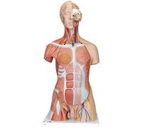 3B Scientific B40 Torso Bisessuato, Modello di Lusso, con Schiena Aperta, in 31 Parti + software gratuito di anatomia - 3B Smart Anatomy