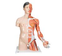 3B Scientific B41 Torso Bisessuato, Modello di Lusso, Asiatico, Più Braccio con Muscoli, in 33 Parti + software gratuito di anatomia - 3B Smart Anatomy