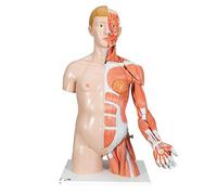 3B Scientific B42 Torso Bisessuato, Modello di Lusso, Più Braccio con Muscoli, in 33 Parti + software gratuito di anatomia - 3B Smart Anatomy