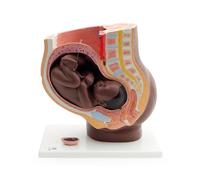 3B Scientific Bacino Gravido, in 3 Parti, Pelle Scura 3B Smart Anatomy