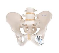 3B Scientific A60 - Modello anatomico di scheletro di bacino, maschile
