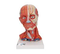 3B Scientific C05 Testa con Muscoli, in 5 Parti + software gratuito di anatomia - 3B Smart Anatomy