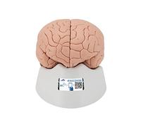 3B Scientific C15 Modello di Anatomia Umana Cervello, in 2 Parti + software gratuito di anatomia - 3B Smart Anatomy