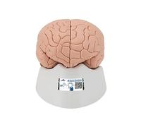 3B Scientific C16 Modello di Anatomia Umana Cervello, Modello Classico, in 4 Parti + app gratuita di anatomia - 3B Smart Anatomy