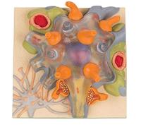 3B Scientific C40/1 Modello di Anatomia Umana Cellula Nervosa