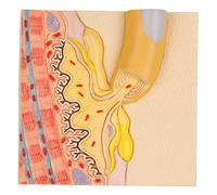 3B Scientific C40/4 Modello di Anatomia Umana Placca Motrice