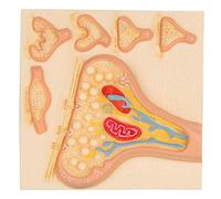 3B Scientific C40/5 Modello di Anatomia Umana Sinapsi