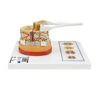 3B Scientific C41 Midollo Spinale con Terminazioni Nervose + software gratuito di anatomia - 3B Smart Anatomy