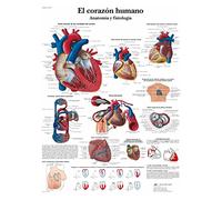 3B Scientific - Carta Laminata del Cuore Umano - Anatomia & Fisiologia - Poster Protetto da UV e Polvere per Studio, Insegnamento & Cliniche