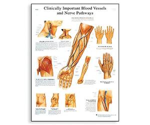 3B Scientific clinicamente importante nave e percorsi di sangue, nervi grafico