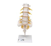 3B Scientific A74 Colonna Vertebrale Lombare + software gratuito di anatomia - 3B Smart Anatomy