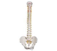 3B Scientific® Colonna Vertebrale Flessibile per Uso Intensivo - Modello Anatomico Umano a Grandezza Naturale + Smart Anatomy App (Garanzia di 5 Anni
