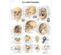 3B Scientific Cranio Umano Tavola Didattica Anatomica su Carta, Multicolore, 50 x 67 cm