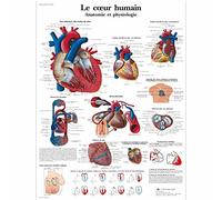 3B Scientific Cuore Umano Tavola Didattica Anatomica su Carta Laminata, Multicolore, 50 x 67 cm