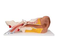 3B Scientific, modello anatomico di orecchio, ingrandito 3 volte, in 4 parti E10