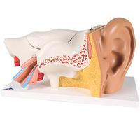 3B Scientific E11 Orecchio, Ingrandito 3 Volte, in 6 Parti + software gratuito di anatomia - 3B Smart Anatomy