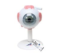 3B Scientific F15 Occhio, Ingrandito 3 Volte, in 6 Parti + software gratuito di anatomia - 3B Smart Anatomy