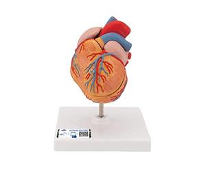 3B Scientific G04 Modello di Anatomia Umana Cuore, Modello Classico con Ipertrofia Ventricolare Sinistra, in 2 Parti + software gratuito di anatomia - 3B Smart Anatomy