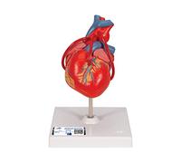 3B Scientific G05 Modello di Anatomia Umana Cuore, Modello Classico, con Bypass, in 2 Parti + software gratuito di anatomia - 3B Smart Anatomy