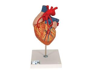 3B Scientific G06 Modello di Anatomia Umana Cuore con Bypass, Ingrandito 2 Volte, in 4 Parti + software gratuito di anatomia - 3B Smart Anatomy