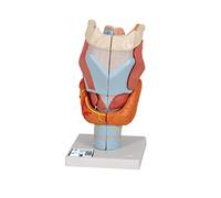 3B Scientific G21 Modello di Anatomia Umana Laringe, Ingrandita 2 Volte, in 7 Parti + software gratuito di anatomia - 3B Smart Anatomy