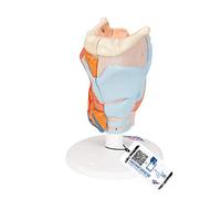 3B Scientific G22 Modello di Anatomia Umana Laringe, in 2 Parti + software gratuito di anatomia - 3B Smart Anatomy