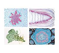 3B Scientific GmbH W13015 Pteridophytes (felci e felci