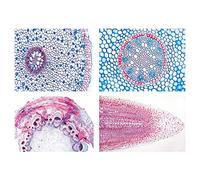 3B Scientific GmbH W13018F Angiospermae III. Radici -