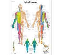 3B Scientific Grafico scientifico dei nervi spinali 3B versione laminata, 1001588