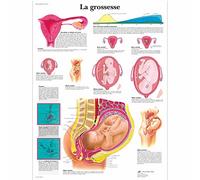 3B Scientific Gravidanza Tavola Didattica Anatomica su Carta, Multicolore, 50 x 67 cm