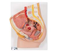 3B Scientific H10 2 parte Female Pelvis Model, 40,9 x 31 x 20,1 cm