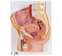 3B Scientific H11 Bacino Maschile, in 2 Parti + software gratuito di anatomia - 3B Smart Anatomy