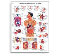 3B Scientific Il sistema 3B Scientific Gastrointestinal grafico