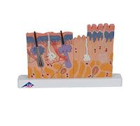 3B Scientific J11 Sezione della Cute, Ingrandita 40 Volte + software gratuito di anatomia - 3B Smart Anatomy