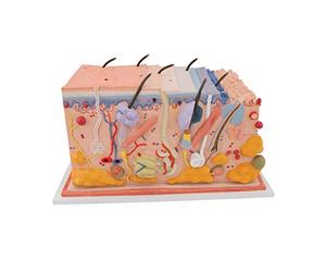 3B Scientific J13 Cute, Modello in Blocco, Ingrandito 70 Volte + software gratuito di anatomia - 3B Smart Anatomy