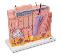 3B Scientific J16 Modello di Pelle in 3 Parti + software gratuito di anatomia - 3B Smart Anatomy