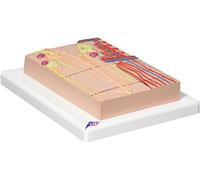 3B Scientific K10/1 Nefrone con Vasi Sanguigni, Ingrandito 120 Volte + software gratuito di anatomia - 3B Smart Anatomy