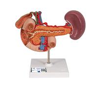 3B Scientific K22/2 Organi Posteriori della Parte Superiore del Ventre + app gratuita di anatomia - 3B Smart Anatomy