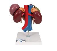 3B Scientific K22/3 Reni con Organi della Parte Superiore del Ventre, in 3 Parti + app gratuita di anatomia - 3B Smart Anatomy