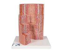 3B Scientific K23 3B Microanatomy Tubo Digerente, Ingrandito 20 Volte + software gratuito di anatomia - 3B Smart Anatomy