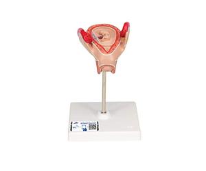 3B Scientific L10/2 Embrione, 2. Mese + software gratuito di anatomia - 3B Smart Anatomy