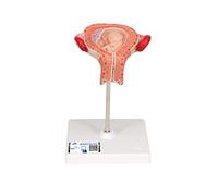 3B Scientific L10/3 Embrione, 3. Mese + software gratuito di anatomia - 3B Smart Anatomy