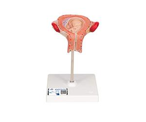 3B Scientific L10/3 Embrione, 3. Mese + software gratuito di anatomia - 3B Smart Anatomy