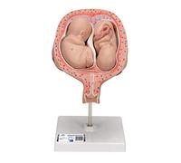 3B Scientific L10/7 Feti Gemelli, 5. Mese, Presentazione Normale + software gratuito di anatomia - 3B Smart Anatomy