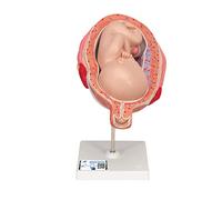 3B Scientific L10/8 Feto, 7. Mese + software gratuito di anatomia - 3B Smart Anatomy