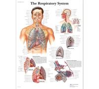 3B Scientific VR1322L Anatomia umana - Il grafico del sistema respiratorio, versione laminata